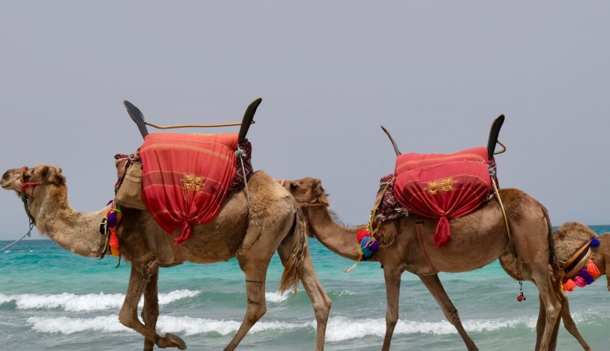 trips and tours in Zarzis