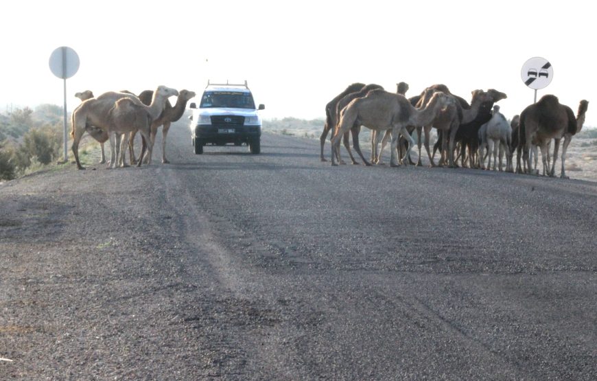 Ksar Ghilane desert camp night experience