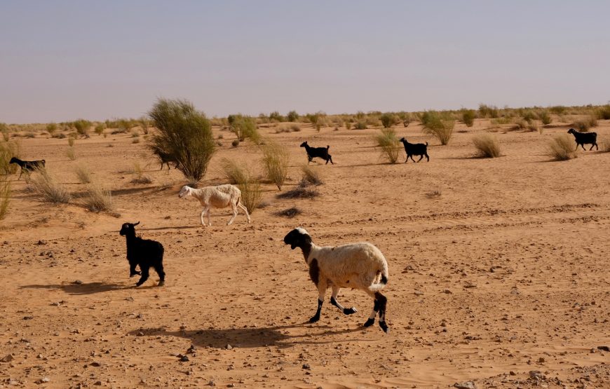 A Day at Ksar Ghilane