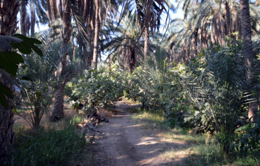 A Day at Ksar Ghilane