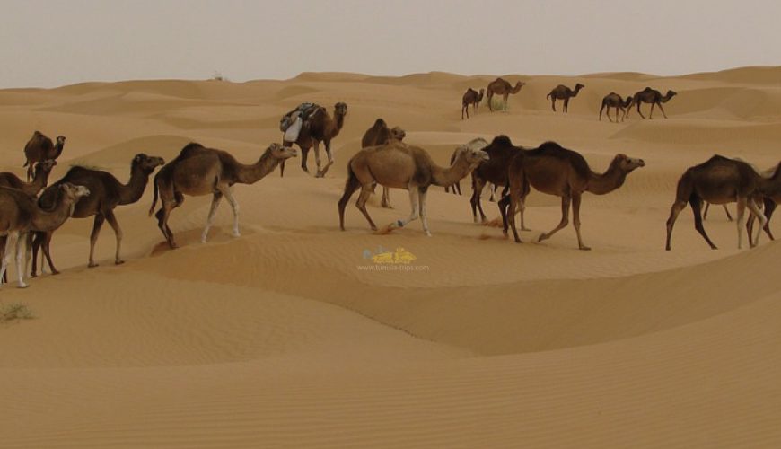 camel ride in Douz