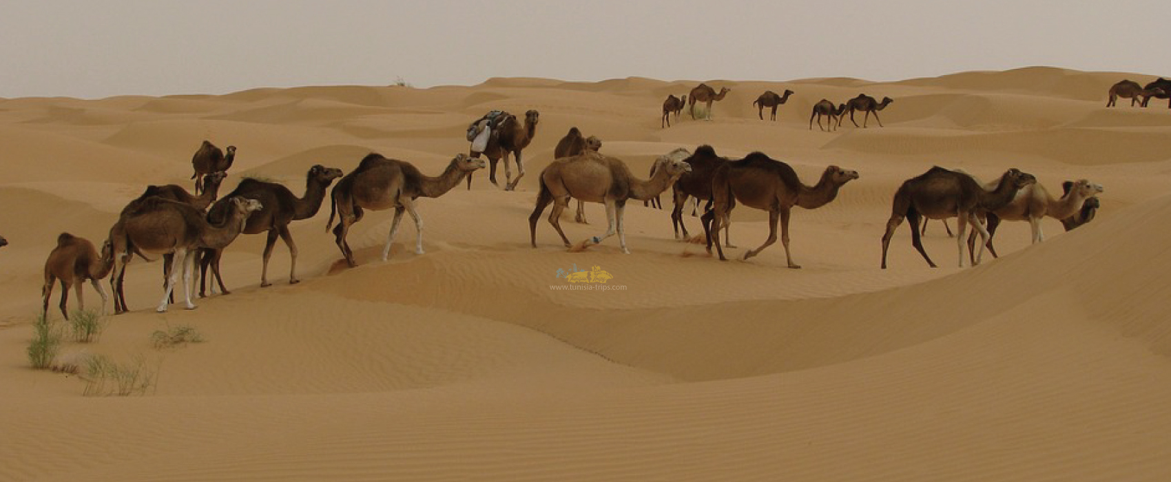 camel ride in Douz