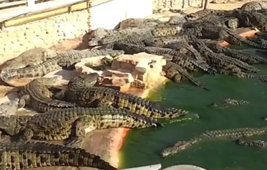 Djerba Explore : Crocodile & Reptile Farm